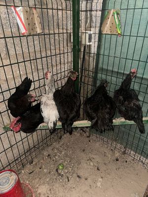 Продаю курицы домашние