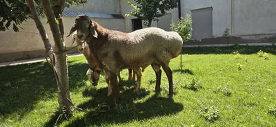 Курбонликка кучкорлар сотилади