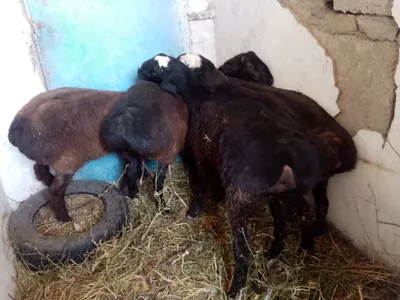 кузи кучкорлар сотилади.