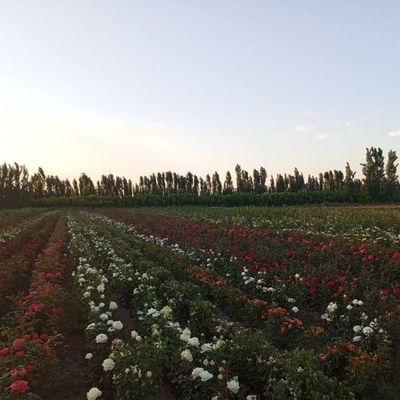 Atirgul kochatlari