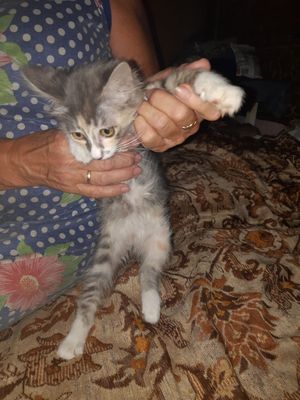 Котёнок 2 месяца