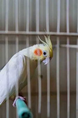 Продам попугаев Корелла