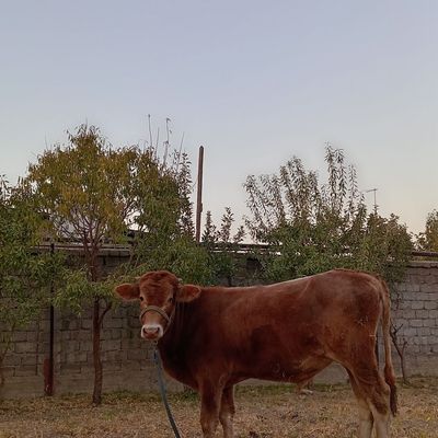 1yoshli shevet buqa sotiladi!