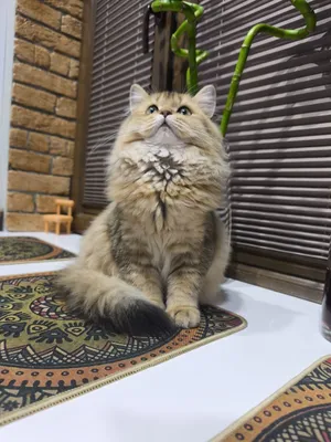 Котёнок британец хайленд