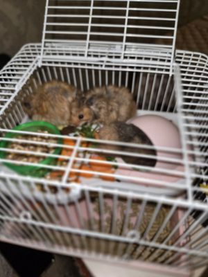 Продаётся сирийские хомяки