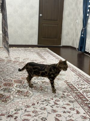 кошка бенгалская