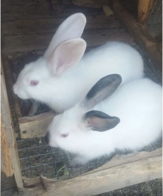 Соглом, шустрый куенлар