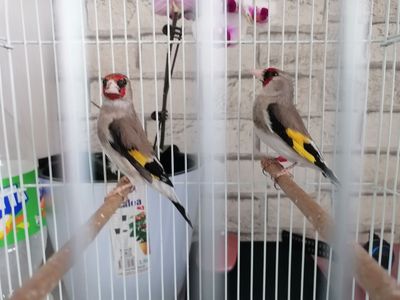 Продаются разные певчие птицы все здоровые