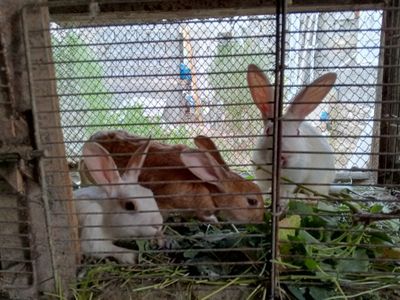 35 000 сум 1 кг живой вес
