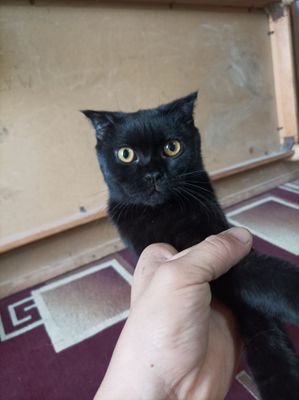 Scottish Fold 1 yosh
