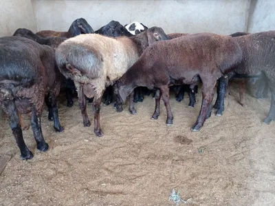 Кассоб-Qassob-Мясник service hizmati