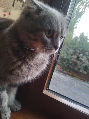 Scottish Fold mushuk sotiladi!