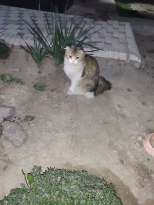 mushuklar sotiladi