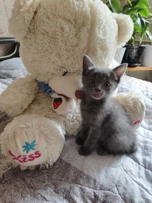 Продаётся очень красивый котёнок