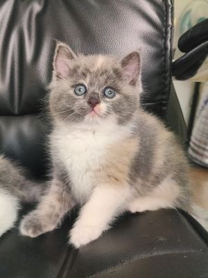 котенок скотиш страйт девочка