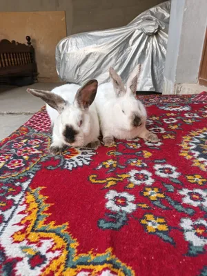 Куйон калиф сотилади