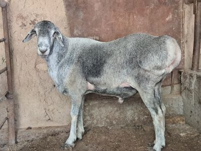 Кучкор Зотга гиссар сотилади