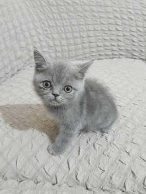 Скотиш страй срочно не дорого
