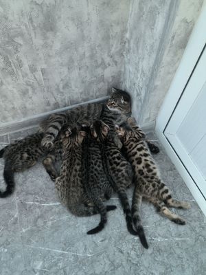 Bengal latok biladi koʻrim yiydi