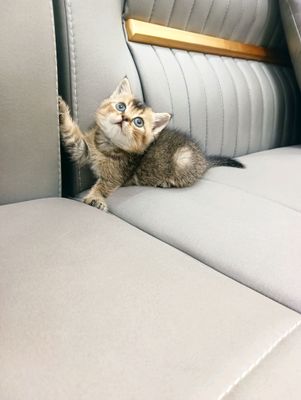продаются котята британские шиншиллы