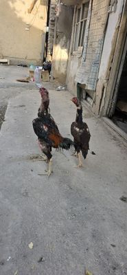 Dakanlar sotiladi