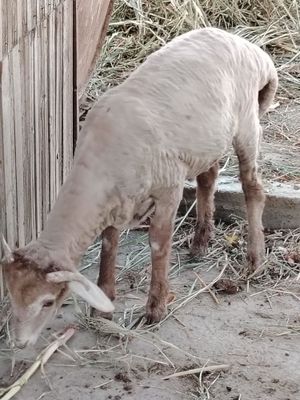 Qochqor, кочкор, qo'chqor duraga