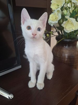 Котята van kedisi (турецкая ангора