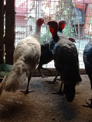 Продам Израильский индюков порода хорошая вес от 8 кг до 10 гигант