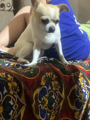 Вязка кобель чихуахуа