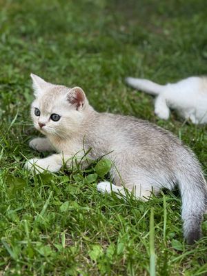 Мушук Шиншилла 4ойлик о'гил