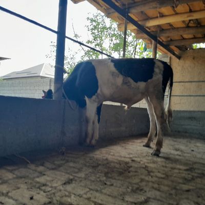12айлик бузок еб ишиши зор