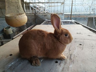 Бургун зотли куйонлар сотувда