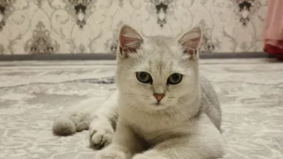 (British Shorthair)