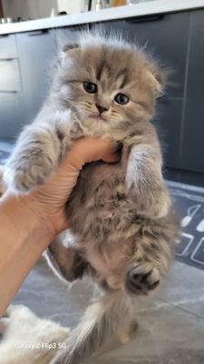 Продаются милые котята скотиш фолд