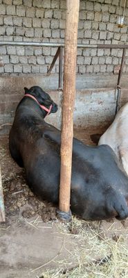 Toza qonli Angus tish buzmagan jivoy ves 500 kg atrofi.