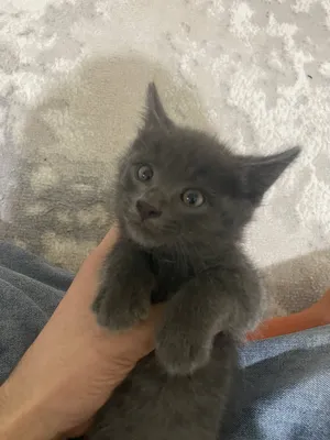 Koʻk rus mushugi 2 oylik toza 500ming 918014001