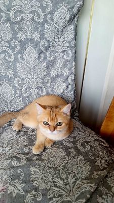 Zolataya shinshilla