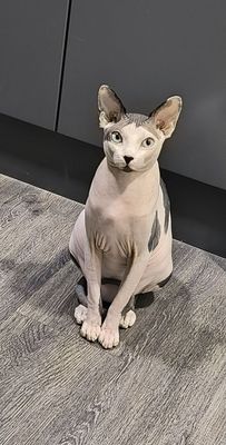 Вязка кота сфинкс