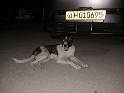 Срочно доброй собаке нужен дом