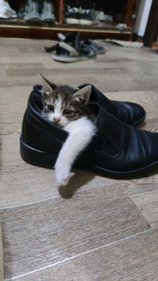 котёнки
