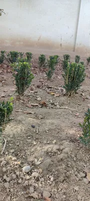 Shamshod koʻchat sotiladi