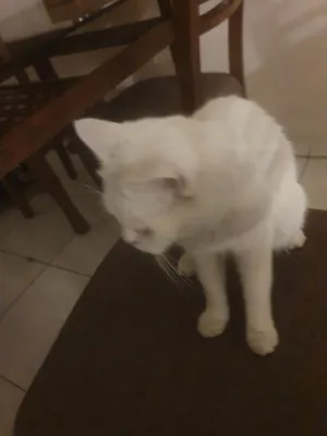 mushuk chiroyli spakoyni,kichkinasi bo'lsa barter