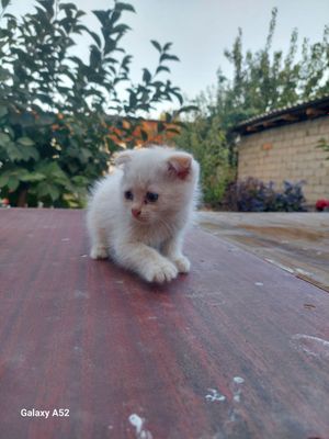 Хароший катйата.