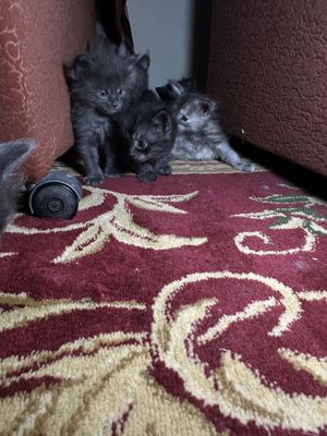 Мейн кун котята от больших родителей