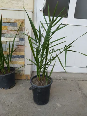 Финиковая пальма. 5 летняя. Есть ещё и поменьше и подешевле