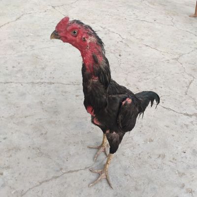 Xoroz kulangi joja