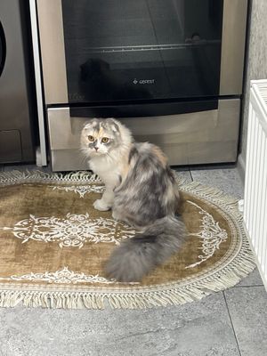 Очаровательный котёнок ищет новый дом!