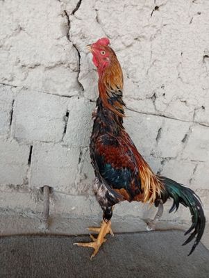 Dakan juja sotiladi