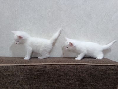 Продаю двух белых котят