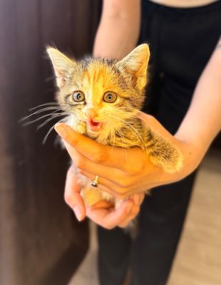 Трехцветный котенок в добрые руки